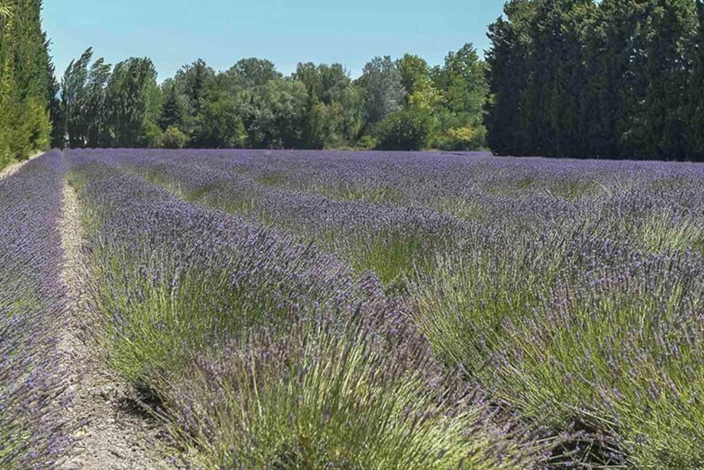 La Provencale Apartment Saint-Saturnin-lès-Avignon Екстериор снимка